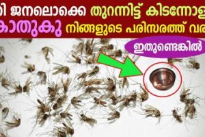 Easy Get Rid of Mosquitoes Trick