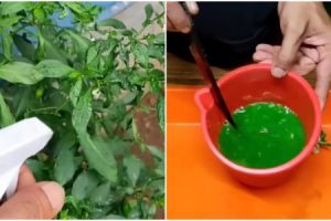 Easy Green Chilly Farming Tips