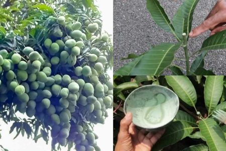 Best Time to Prune Mango Trees