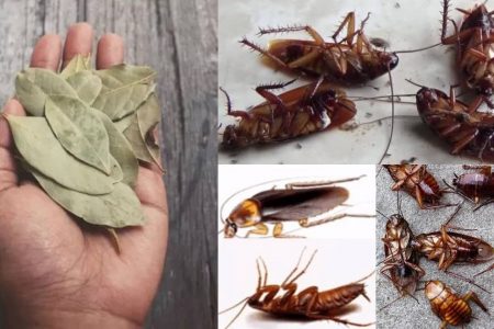 How to Use Bay Leaves to Repel Cockroaches