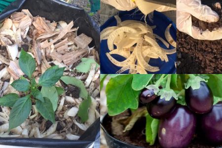 | Benefits of Grow Bag Farming