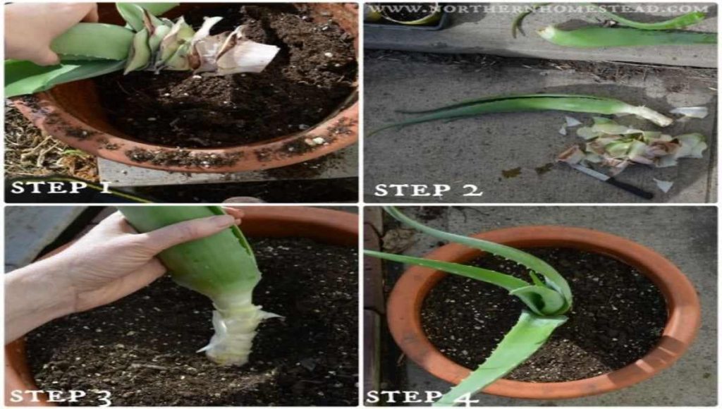 egg shell uses for agriculture
