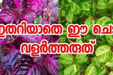 Iresine herbstii (Bloodleaf) Plant Care Guide
