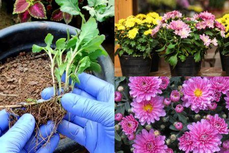 Jamanthi (Chrysanthemum) Plant Care Tips