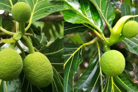 top health benefits of kadachakka (breadfruit)