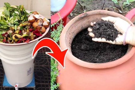 How to Make Kitchen Compost at Home (Step-by-Step)