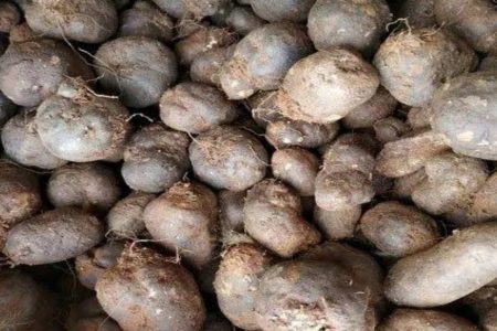 കൂർക്ക കൃഷി ചെയ്യാൻ ഇത്ര എളുപ്പമായിരുന്നോ? Chinese potato cultivation tips