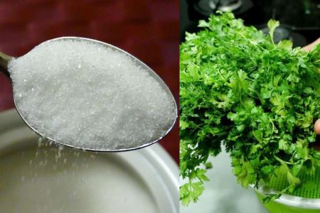 Coriander Leaves (Cilantro) – Kitchen Tips