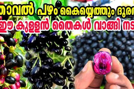 Thailand Black Njaval Plant Care