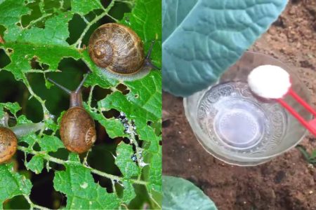 Tip For Get Rid Of Snail
