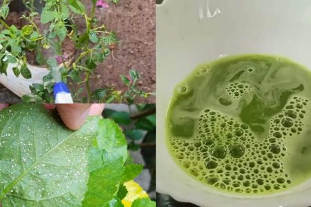 Tips to Get Rid of Whiteflies – Naturally & Effectively