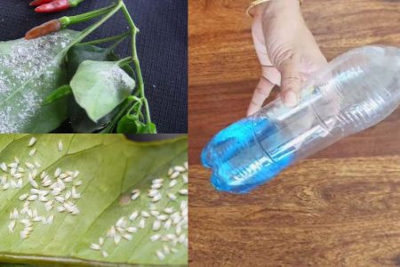 Safe & Effective Alternatives to Control Whiteflies