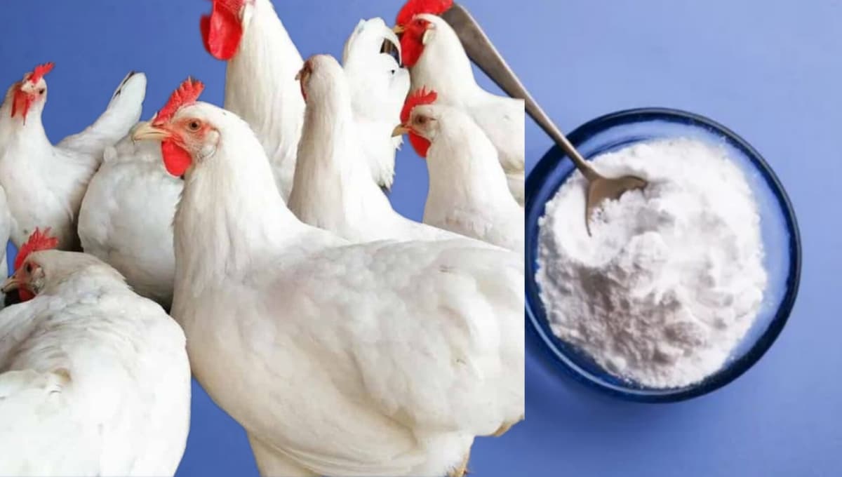 Hen Farming Tips