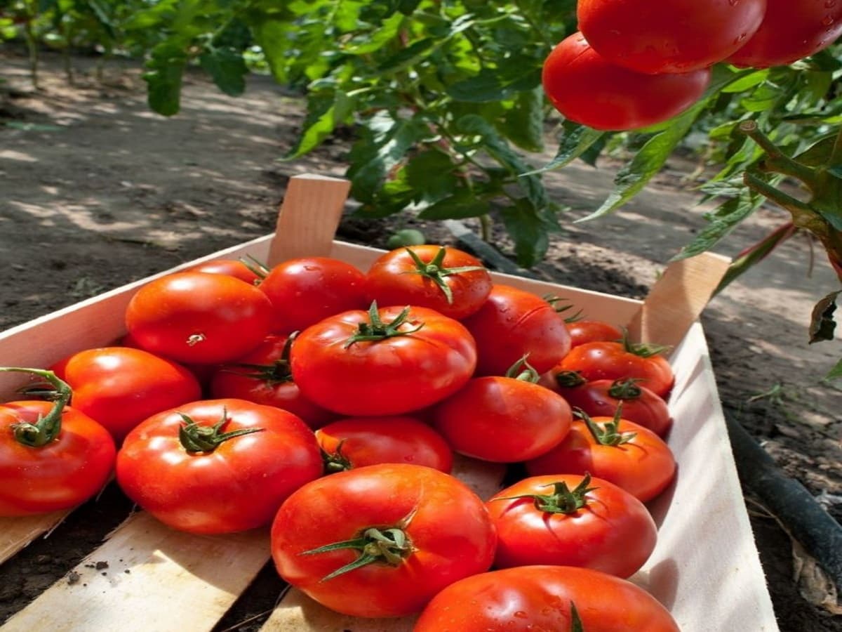 hing can be used in agriculture
