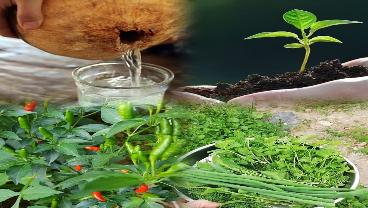 Coconut Water in Agriculture – Benefits & Uses