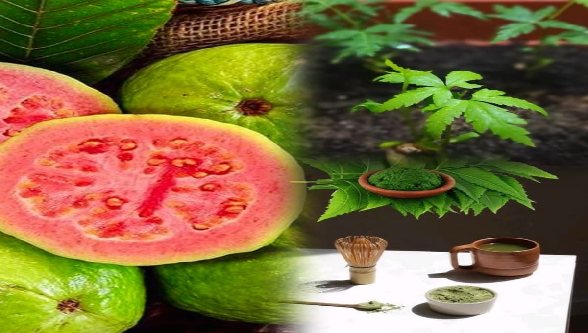 Guava Cultivation Tips