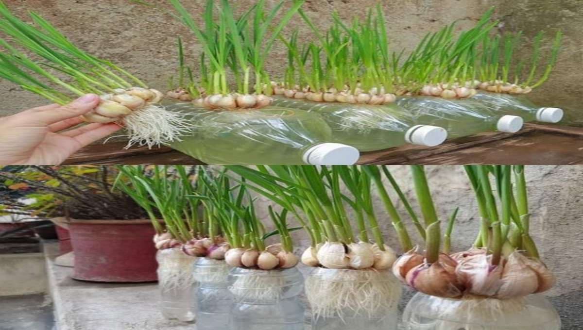 How to Grow Garlic in Water (Step-by-Step)