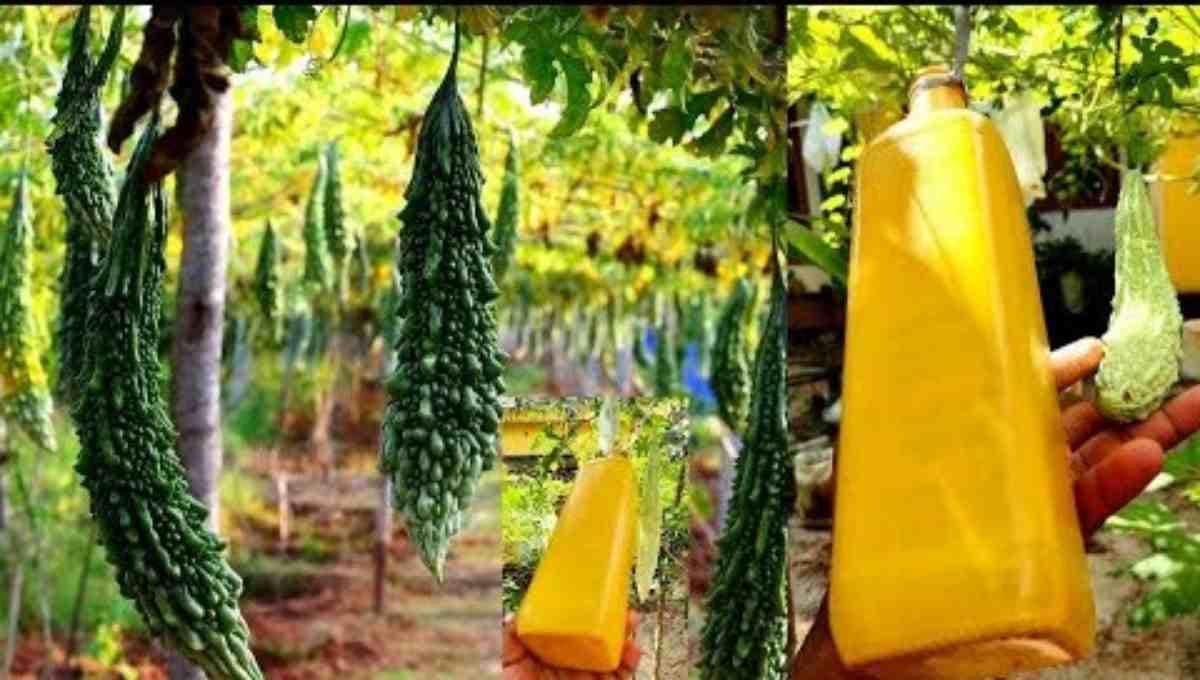 Benefits of Yellow Sticky Traps in Pavel Cultivation