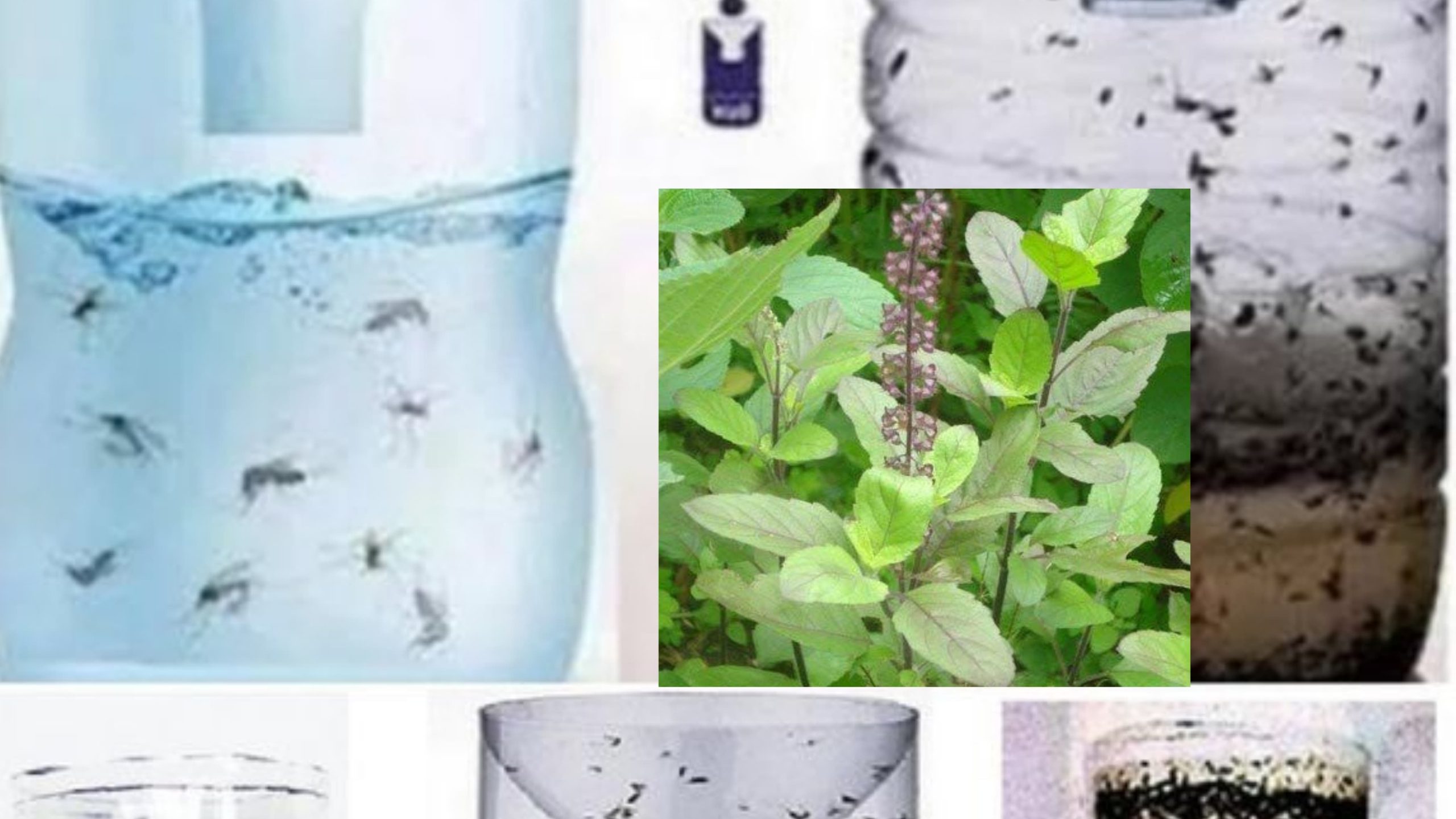 How Tulsi (Holy Basil) Keeps Fruit Flies Away