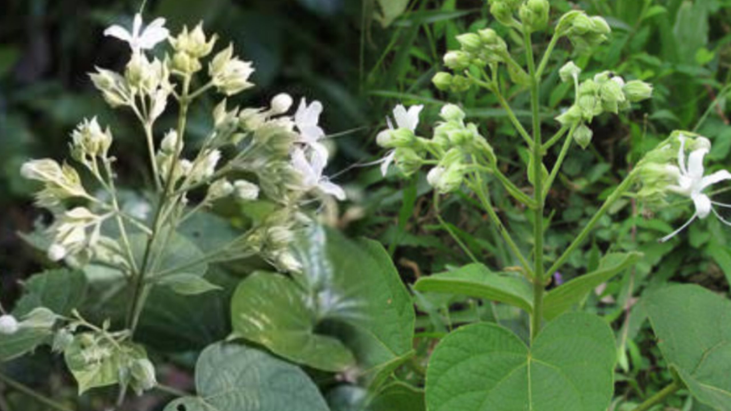 Top Health Benefits of Peruvalam (Coleus amboinicus)