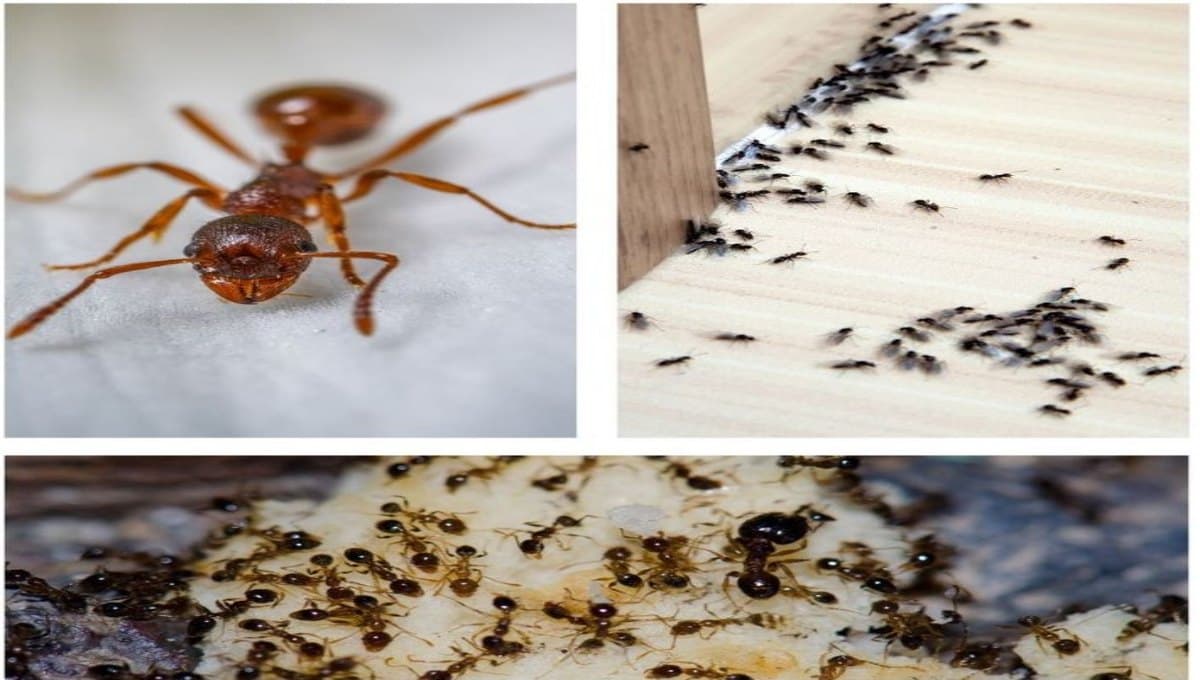 How to Get Rid of Ants – Natural Methods