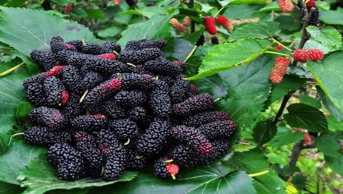 Mulberry Farming Tips