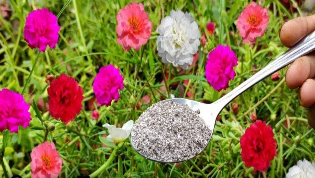 How to Protect a 10-Year-Old Mani Flower During Rainy Season