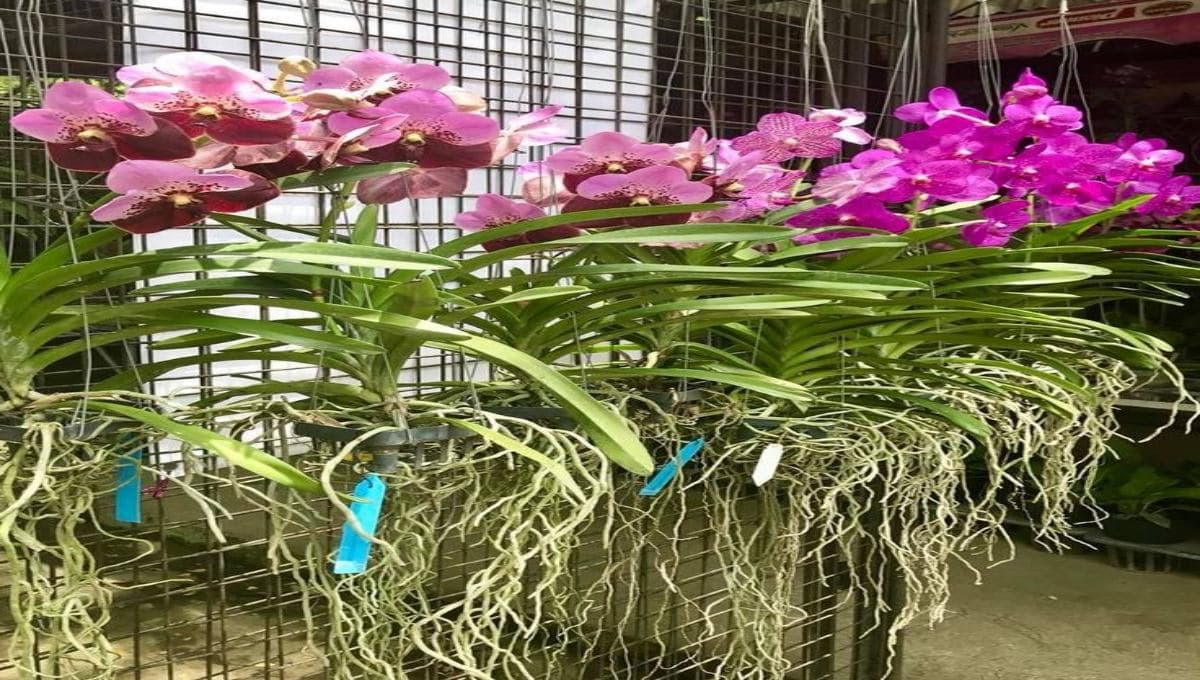Just Add This Spoonful to Water for Orchid Blooms
