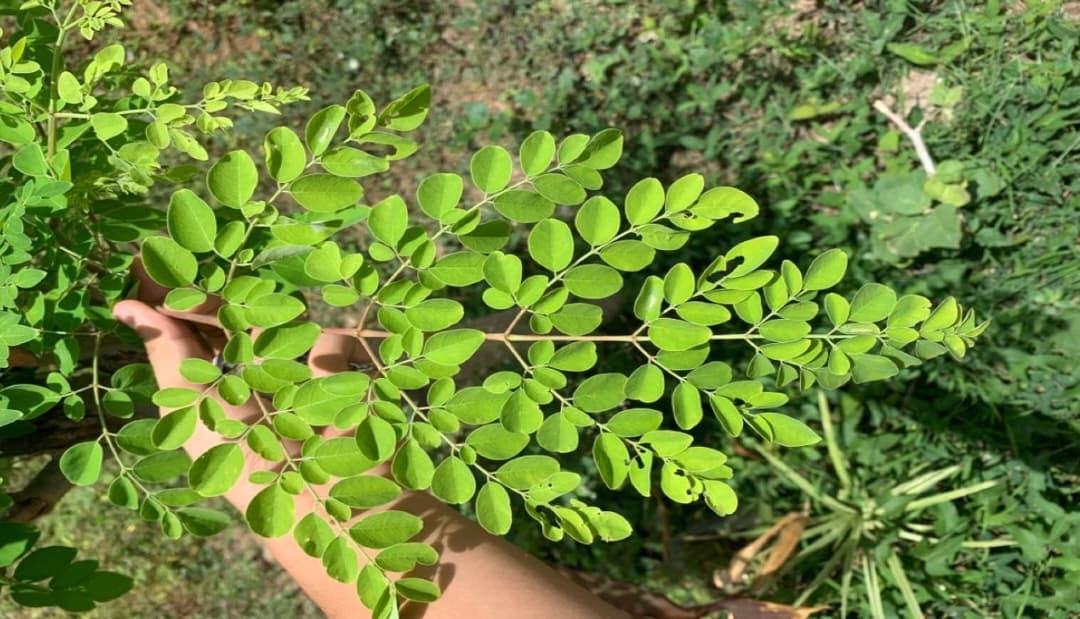 Health Benefits of Drumstick Leaves (Moringa Leaves)