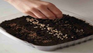 Why should plants be given micronutrients?