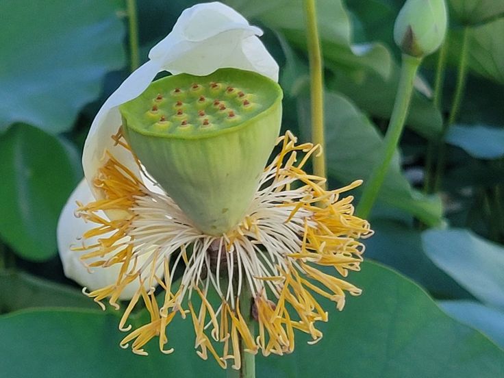 Lotus Flower Cultivation: Essential Tips
