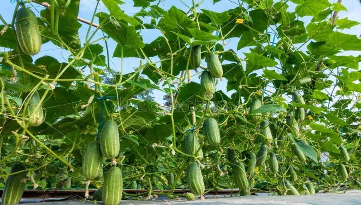 Cucumber cultivation tips and tricks