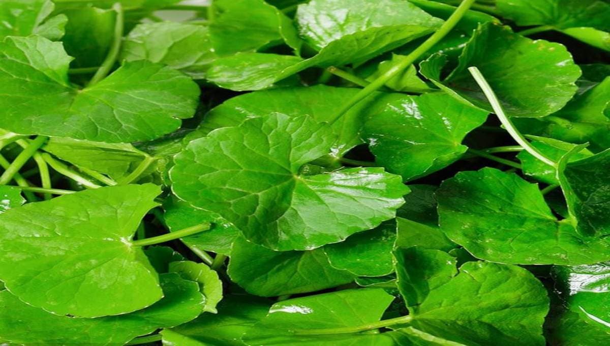 Top Health Benefits of Brahmi Leaf