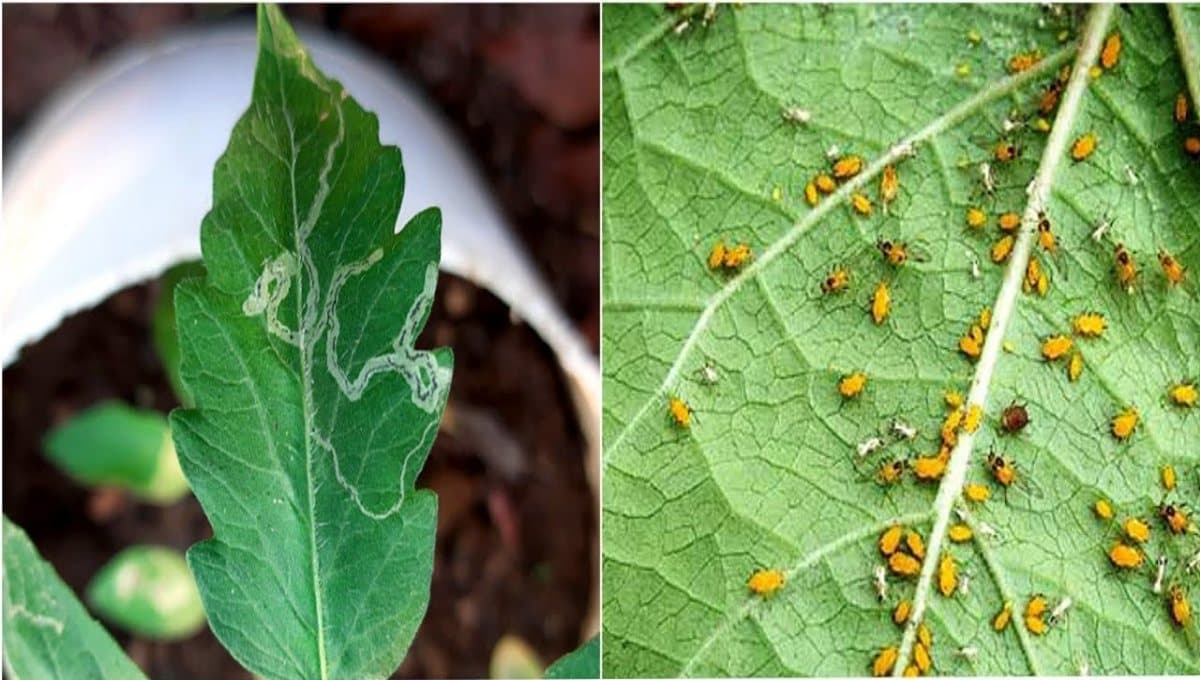 Neem Oil as a Fertilizer: Uses & Benefits
