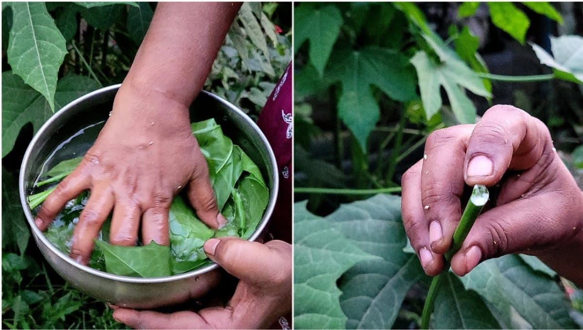 main health benefits of Chaya Mansa leaves