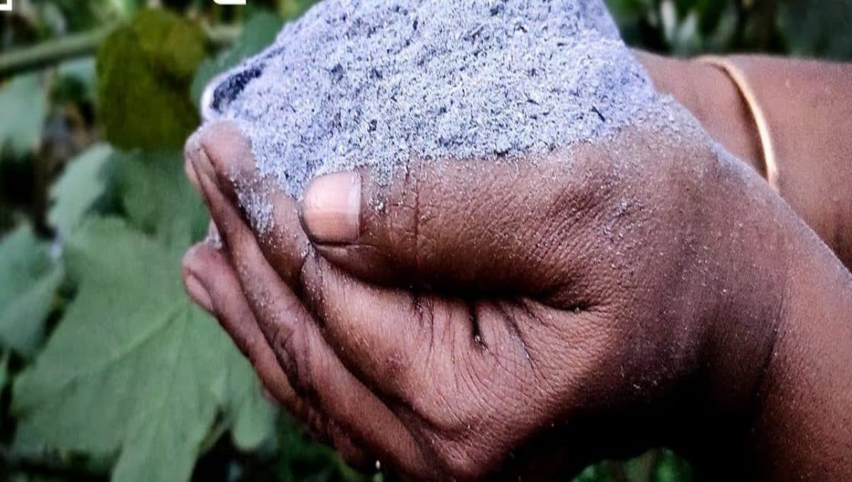Green Manure / Organic Mulch / Natural Ground Cover
