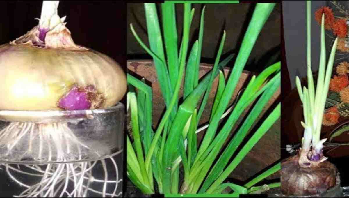 How to Grow Spring Onion at Home