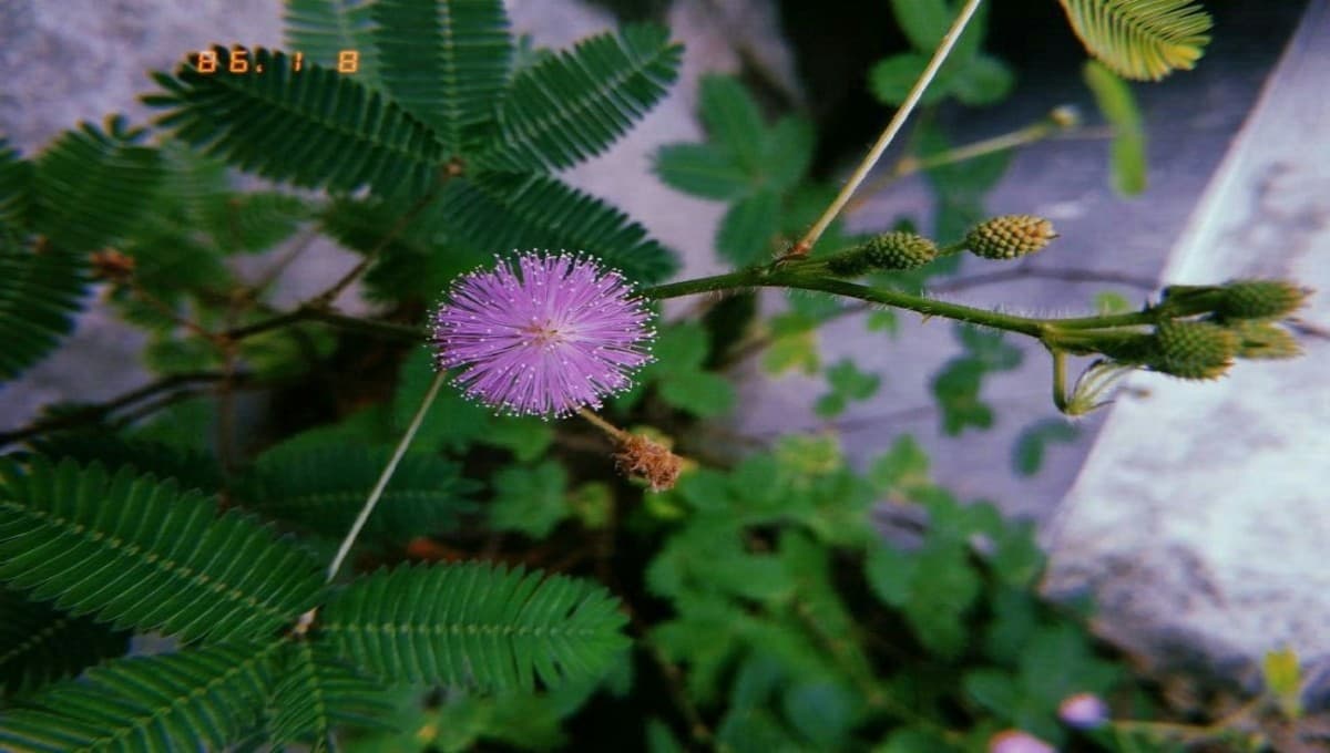 Touch Me Not Plant (Mimosa pudica): Health Benefits