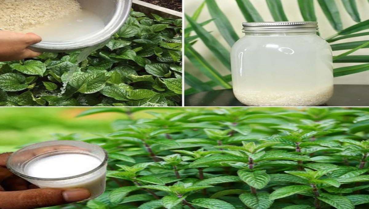 Why Rice Water Helps Plants