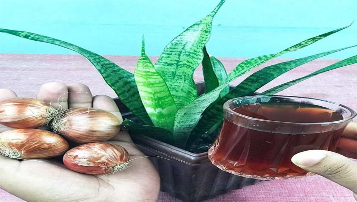 Truth About Onions as Pest & Disease Deterrents