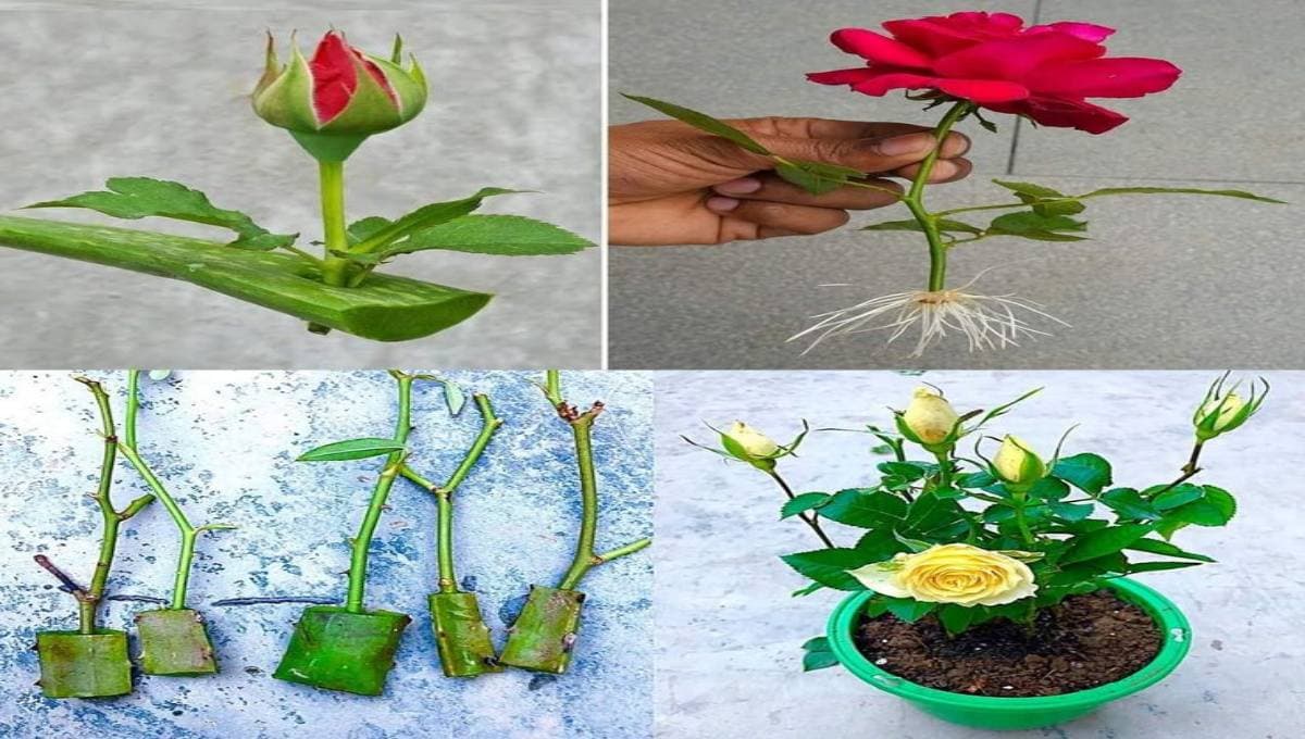 Try This to Help Your Rose Take Root Fast