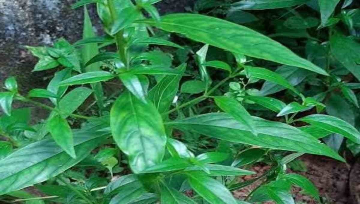 മാരകമായ എല്ലാ പനികൾക്കും ഉള്ള ഒരു ഒറ്റമൂലി Health Benefits of Kiriyathu (Swertia chirata)