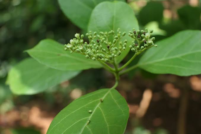 Reported or Traditional Health Benefits of Munja Leaves