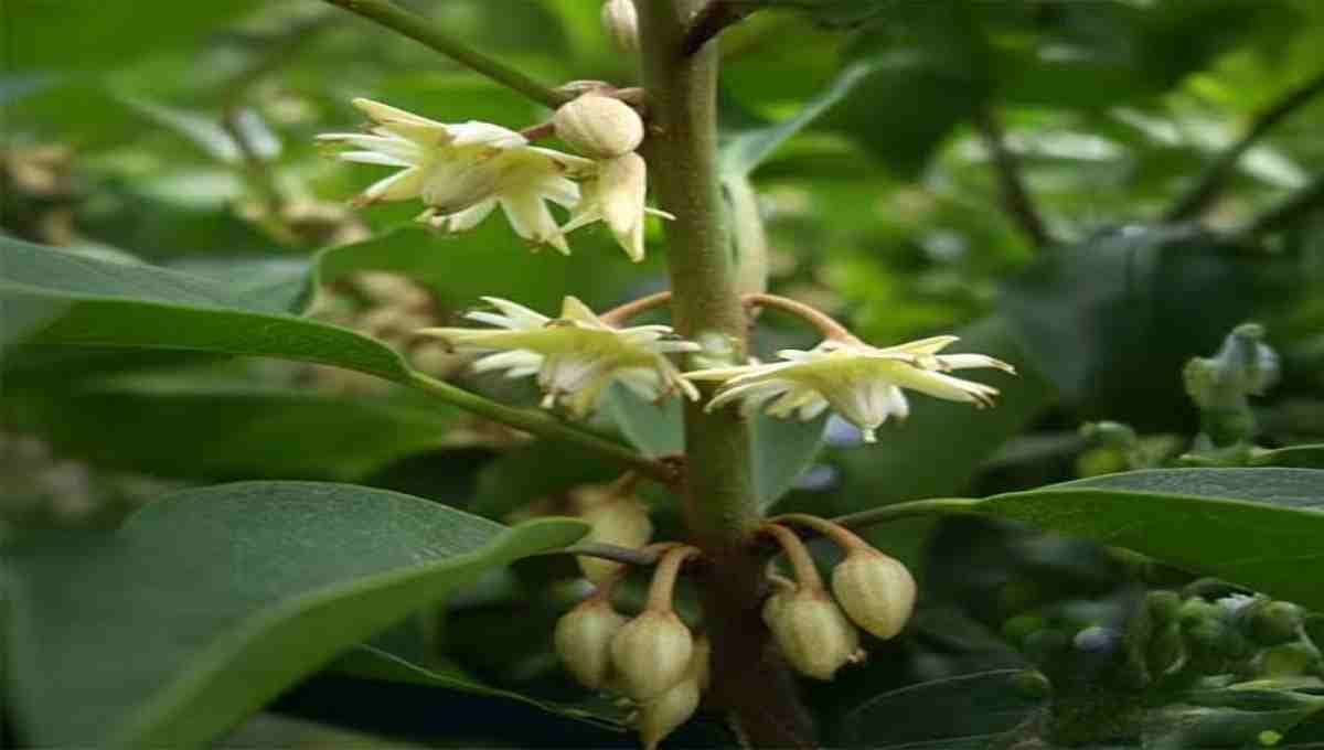 ഒരുപാട് അധികം ശാരീരിക ബുദ്ധിമുട്ടുകൾ ഒരു പരിഹാരം മാർഗ്ഗം ഇലഞ്ഞി ഇതിന്റെ ഔഷധഗുണങ്ങൾ അറിഞ്ഞാൽ നിങ്ങൾ ഞെട്ടും If you mean Mimusops elengi (Bullet Wood / Magizhamboo / Ilanji)