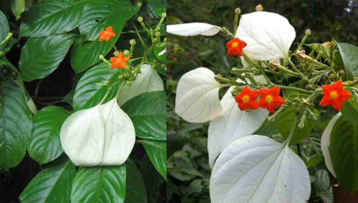 “vellila thaali” health benefits