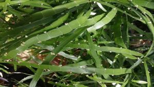 Centipede Plant (Oxalis corniculata)