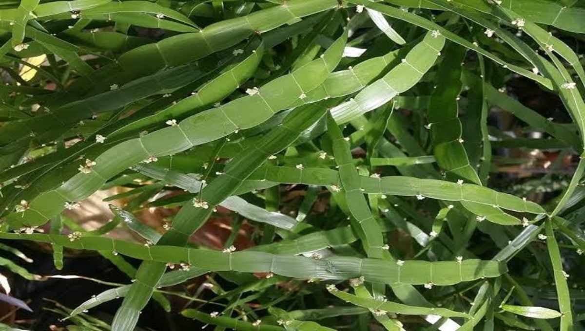 Centipede Plant (Oxalis corniculata)