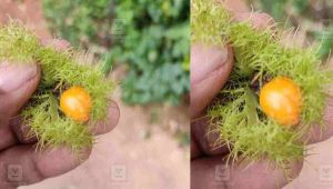 Passiflora foetida Fruit Overview