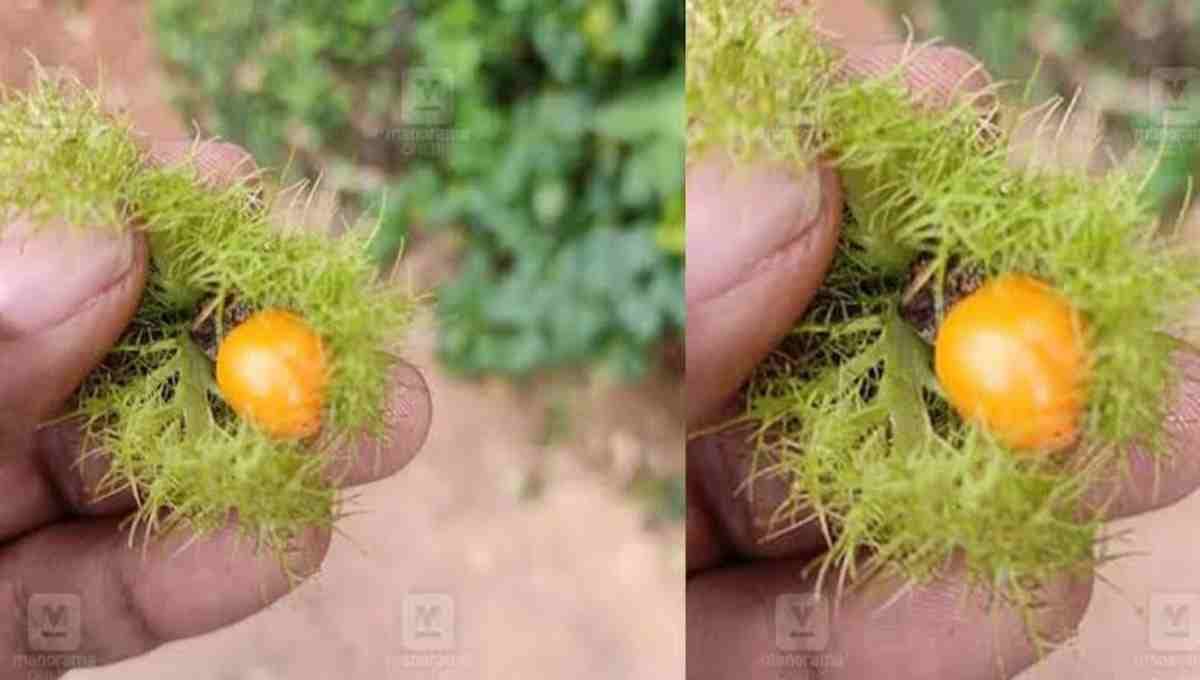Passiflora foetida Fruit Overview