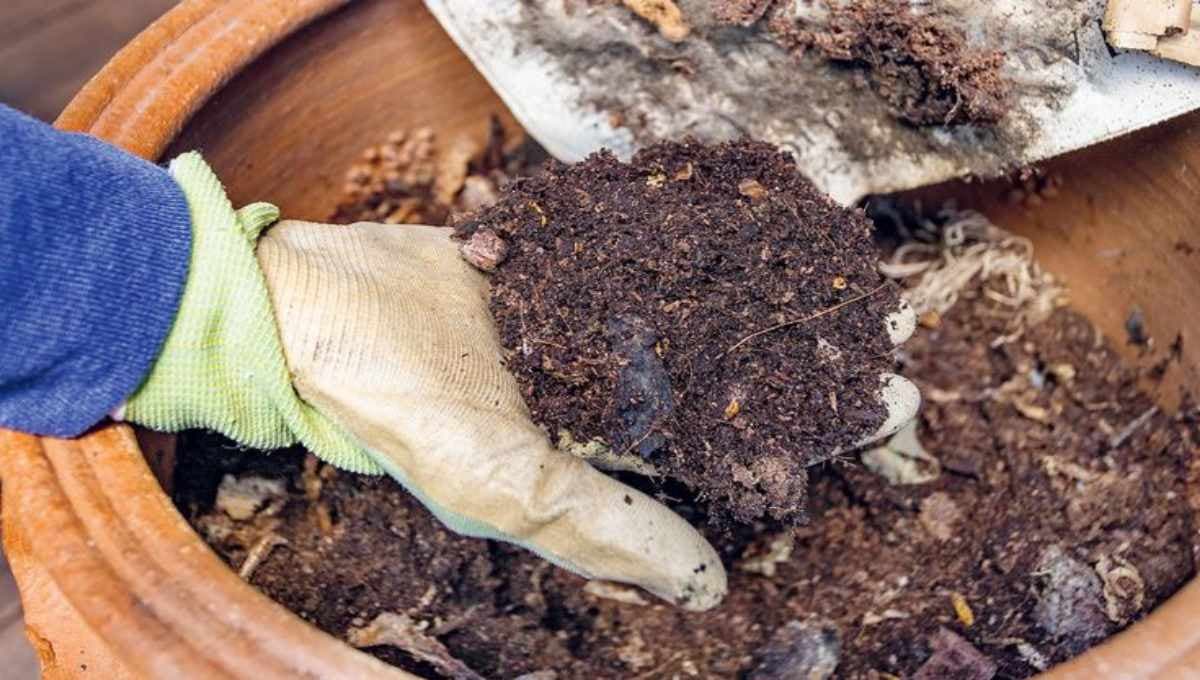 Why Use Fish Waste in Compost?